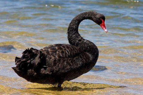 a photo of a swan with the color black